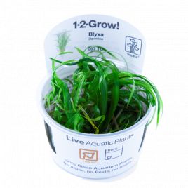 Tropica 1-2-Grow! Blyxa japonica