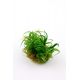 Tropica 1-2-Grow! Blyxa japonica 6,95 €