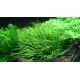 Tropica 1-2-Grow! Blyxa japonica 6,95 €