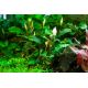 Tropica 1-2-Grow! Bucephalandra pygmaea 'Bukit Kelam' 6,95 €