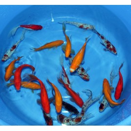 Goldfish Mix 5-8cm lot de 20