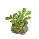 Tropica 1-2-Grow! Bucephalandra pygmaea 'Bukit Kelam' 6,95 €