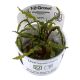 Tropica 1-2-Grow! Cryptocoryne crispatula 6,95 €