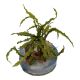 Tropica 1-2-Grow! Cryptocoryne crispatula 6,95 €