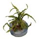 Tropica 1-2-Grow! Cryptocoryne crispatula