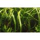 Tropica 1-2-Grow! Cryptocoryne crispatula 6,95 €