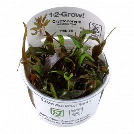 Tropica 1-2-Grow! Cryptocoryne undulatus 'Red'