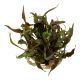 Tropica 1-2-Grow! Cryptocoryne undulatus 'Red'