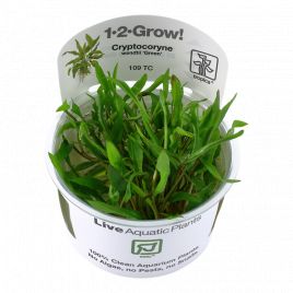 Tropica 1-2-Grow! Cryptocoryne wendtii 'Green' 6,95 €