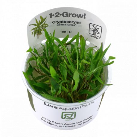 Tropica 1-2-Grow! Cryptocoryne wendtii 'Green' 6,95 €