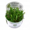 Tropica 1-2-Grow! Cryptocoryne wendtii 'Green'