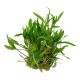 Tropica 1-2-Grow! Cryptocoryne wendtii 'Green'