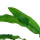 Tropica 1-2-Grow! Cryptocoryne wendtii 'Green'