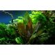 Tropica 1-2-Grow! Echinodorus 'Reni'  6,95 €