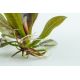 Tropica 1-2-Grow! Echinodorus 'Reni' 