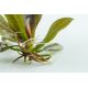 Tropica 1-2-Grow! Echinodorus 'Reni'  6,95 €