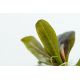 Tropica 1-2-Grow! Echinodorus 'Reni'  6,95 €