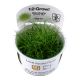 Tropica 1-2-Grow! Eleocharis acicularis 'Mini'