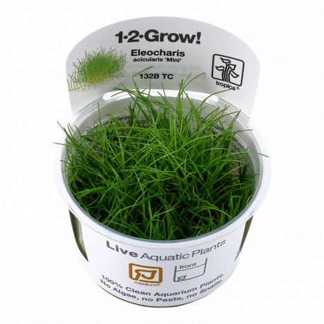 Tropica 1-2-Grow! Eleocharis acicularis 'Mini' 6,95 €