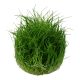 Tropica 1-2-Grow! Eleocharis acicularis 'Mini'