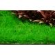 Tropica 1-2-Grow! Eleocharis acicularis 'Mini' 6,95 €
