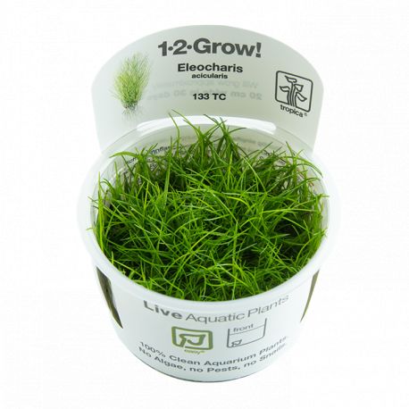 Tropica 1-2-Grow! Eleocharis acicularis 6,95 €