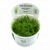 Tropica 1-2-Grow! Eleocharis acicularis