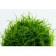 Tropica 1-2-Grow! Eleocharis acicularis 6,95 €