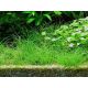 Tropica 1-2-Grow! Eleocharis acicularis 6,95 €