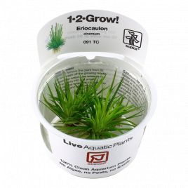 Tropica 1-2-Grow! Eriocaulon cinereum