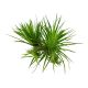 Tropica 1-2-Grow! Eriocaulon cinereum