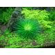 Tropica 1-2-Grow! Eriocaulon cinereum