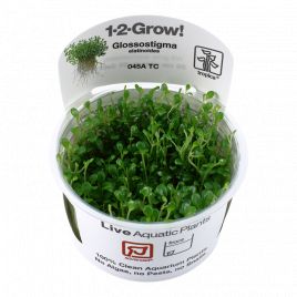 Tropica 1-2-Grow! Glossostigma elatinoides  6,95 €