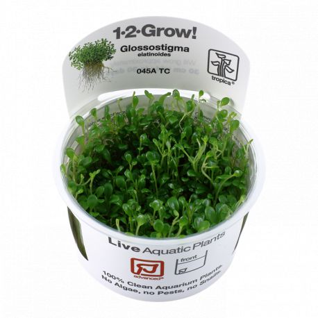 Tropica 1-2-Grow! Glossostigma elatinoides  6,95 €
