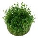Tropica 1-2-Grow! Glossostigma elatinoides 