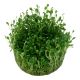 Tropica 1-2-Grow! Glossostigma elatinoides  6,95 €