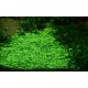 Tropica 1-2-Grow! Glossostigma elatinoides  6,95 €