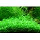 Tropica 1-2-Grow! Glossostigma elatinoides  6,95 €