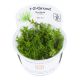 Tropica 1-2-Grow! Gratiola viscidula 6,95 €