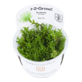 Tropica 1-2-Grow! Gratiola viscidula