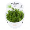 Tropica 1-2-Grow! Gratiola viscidula