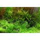 Tropica 1-2-Grow! Gratiola viscidula