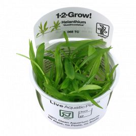 Tropica 1-2-Grow! Helanthium bolivianum 'Quadricostatus' 6,95 €