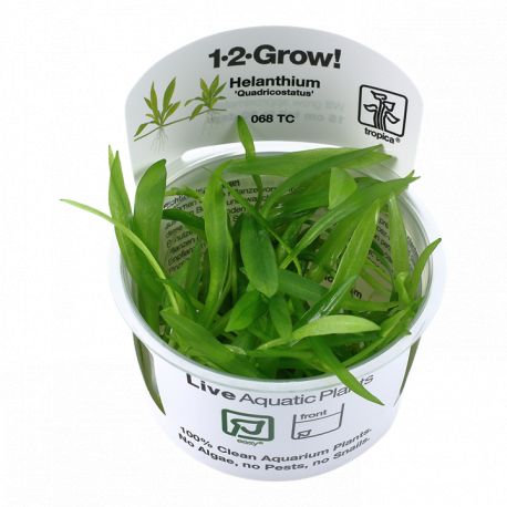 Tropica 1-2-Grow! Helanthium bolivianum 'Quadricostatus' 6,95 €