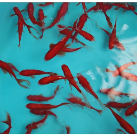 Comettes rouges 10-12cm Comètes rouges 3,50 €