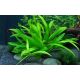 Tropica 1-2-Grow! Helanthium bolivianum 'Quadricostatus'