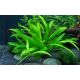 Tropica 1-2-Grow! Helanthium bolivianum 'Quadricostatus' 6,95 €