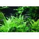 Tropica 1-2-Grow! Helanthium bolivianum 'Quadricostatus'