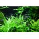 Tropica 1-2-Grow! Helanthium bolivianum 'Quadricostatus' 6,95 €