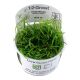 Tropica 1-2-Grow! Helanthium tenellum 'Green' 6,95 €